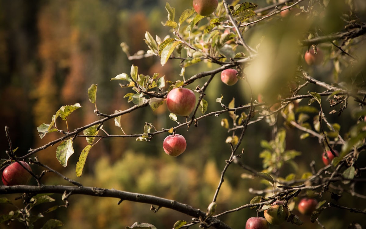 Obstgarten Antoinette
